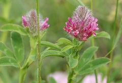 Trifolium rubens