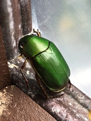 Anomala xanthopleura