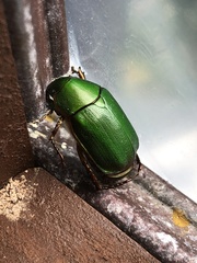 Anomala xanthopleura