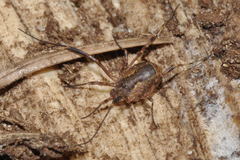 Lacinius ephippiatus