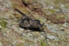 Cinara confinis