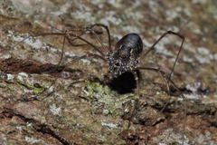 Platybunus pinetorum