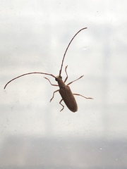 Caraphia lepturoides