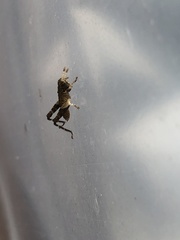 Traulia ornata okinawaensis