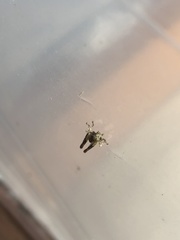 Traulia ornata okinawaensis