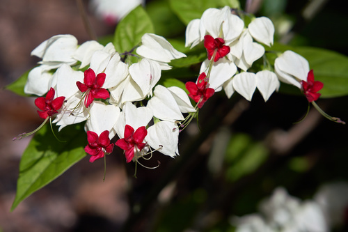 Clerodendrum thomsoniae