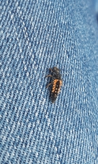 Harmonia axyridis