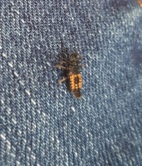 Harmonia axyridis