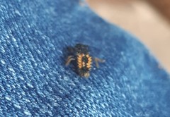 Harmonia axyridis