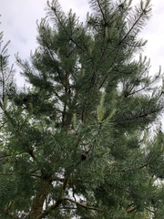 Pinus sylvestris