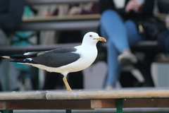 Larus fuscus