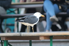 Larus fuscus