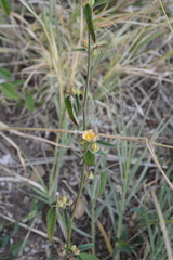 Sida alba
