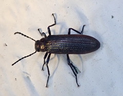 Strongylium crenatum