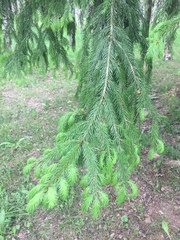 Picea abies
