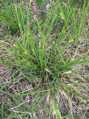 Carex bullata