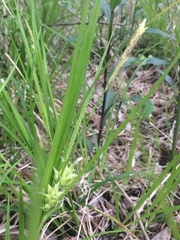 Carex bullata