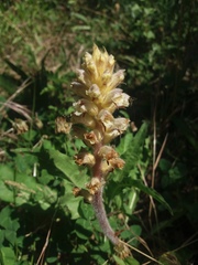 Orobanche