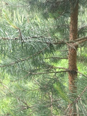 Pinus sylvestris
