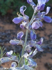 Sophora stenophylla