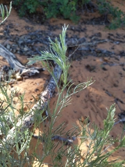 Sophora stenophylla