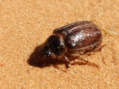 Polyphylla uteana