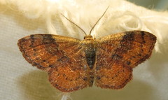 Leptostales ferruminaria