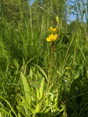 Oenothera perennis