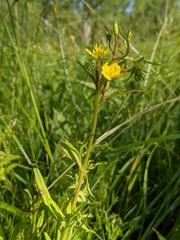 Oenothera perennis