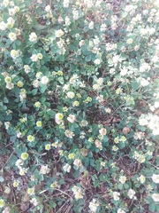 Trifolium campestre