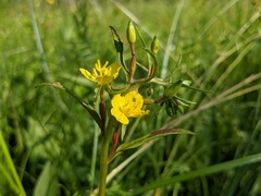 Oenothera perennis