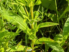 Oenothera perennis