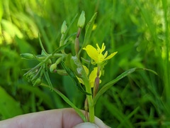 Oenothera perennis