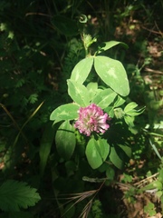Trifolium pratense