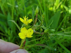 Oenothera perennis