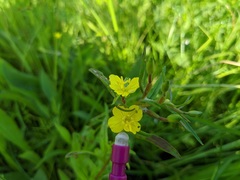 Oenothera perennis