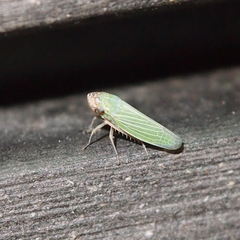 Xyphon reticulatum