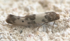 Enolmis acanthella