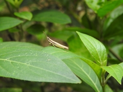 Neorthacris