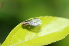 Diptera