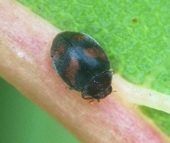 Nephus quadrimaculatus