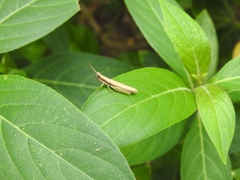 Neorthacris