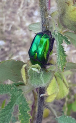 Protaetia cuprea