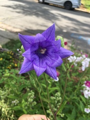 Platycodon grandiflorus