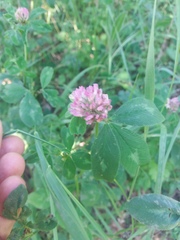Trifolium pratense