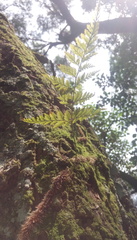 Davallia trichomanoides