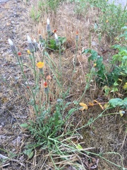 Crepis foetida
