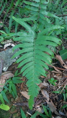 Microlepia marginata bipinnata