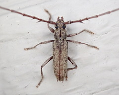 Elaphidion mucronatum