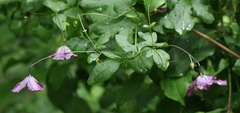 Clematis viticella